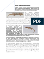 Documento Sobre Geckos o Lagartos de Pared