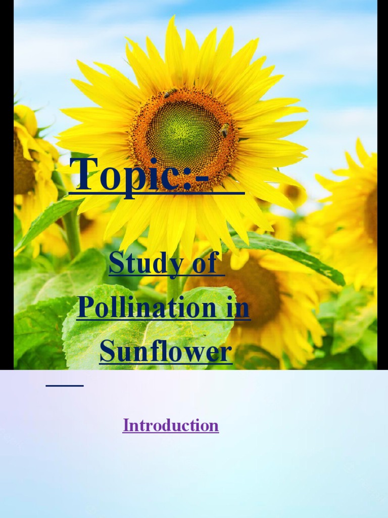 Study of Sunflower Pollination | PDF | Flowers | Pollination