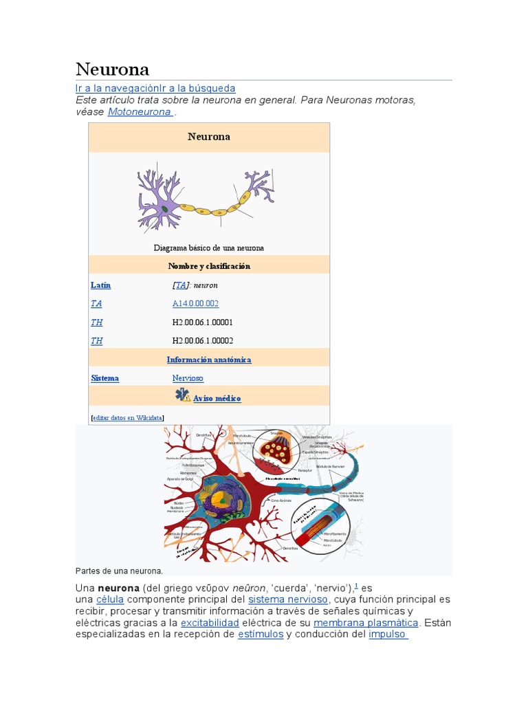 Estructura y función de la neurona | PDF | Neurona | Potencial de acción