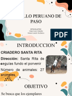 Caballo Peruano de Paso 2