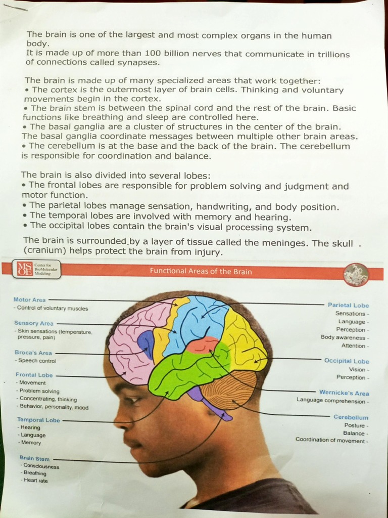 (Compiled) Parts of The Brain | PDF