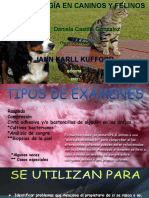 Dermatología en Caninos y Felinos