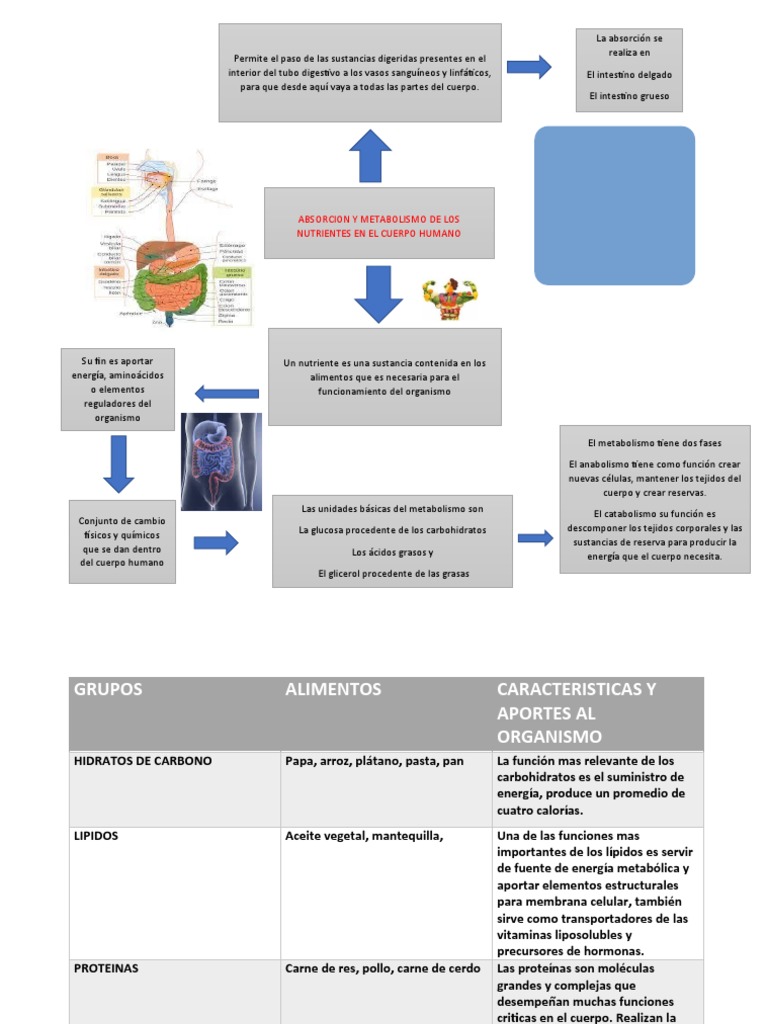 Mapa Conceptual y Tabla de Alimentos | PDF | Metabolismo | Nutrientes