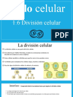 Division Celular