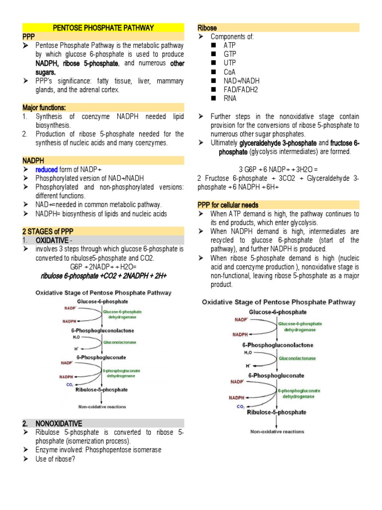 Pentose Phosphate Pathway Overview | PDF | Nicotinamide Adenine ...