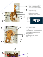 Anatomia 2 Pelvis y Perine