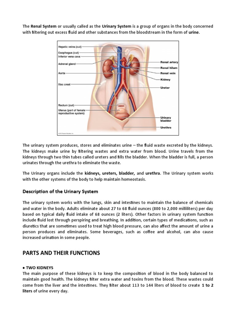 Biology THE RENAL SYSTEM Output | PDF | Urinary System | Kidney