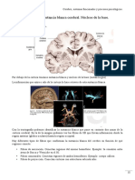 Sustancia Blanca Cerebral y Núcleos Basales