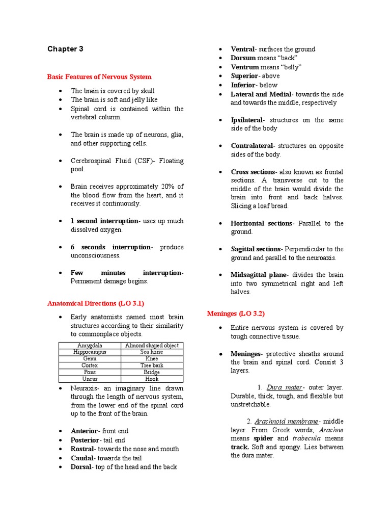 Basic Nervous System Features | PDF | Cerebral Cortex | Spinal Cord