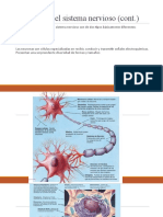 Anatomía Del Sistema Nervioso - Recursamiento - PT 2