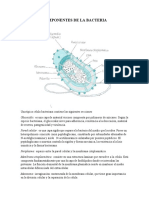 Componentes o Partes de La Bacteria