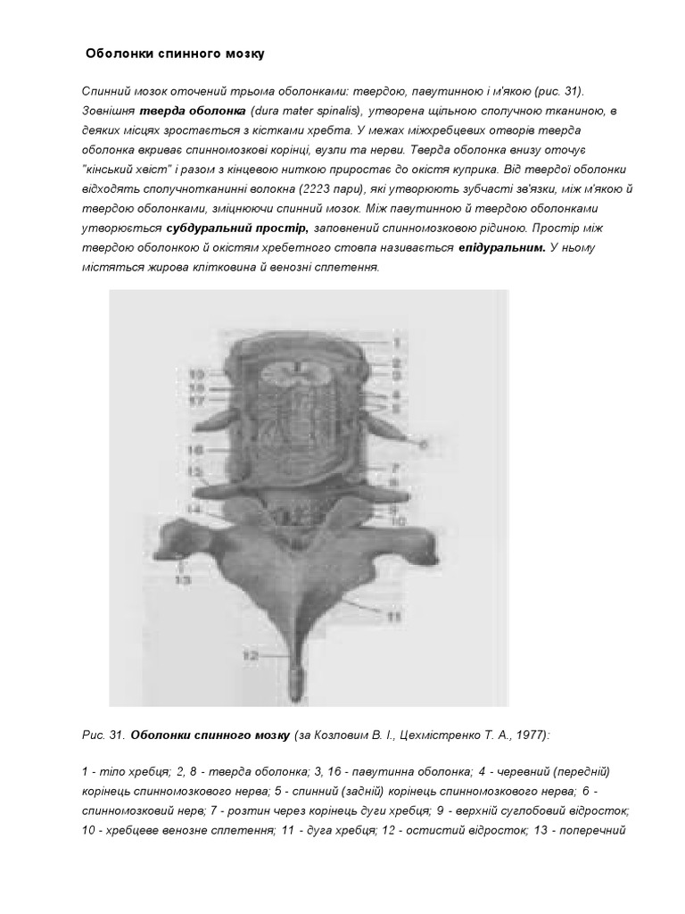 Оболонки спинного мозку | PDF