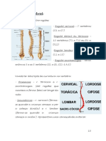 Estrutura e regiões da coluna vertebral