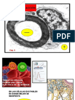 Potenciales de membrana y potencial de acción en células excitables