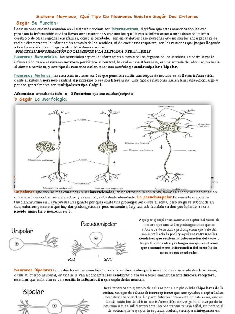 Tipos y Funciones de las Neuronas | PDF | Sinapsis | Neurona