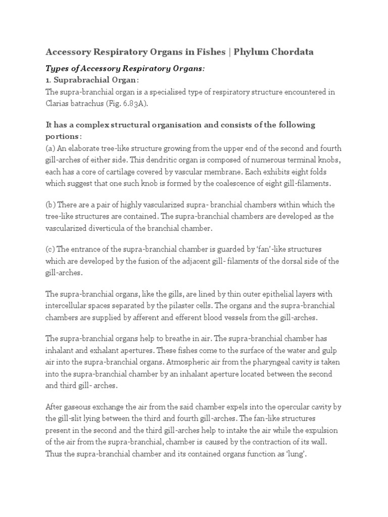 Accessory Respiratory Organ Fish PDF Lung Respiratory System