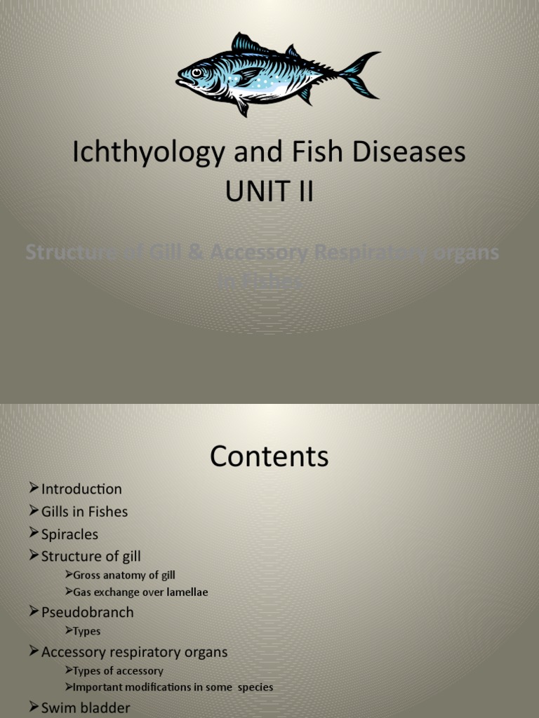 Accessory Respiratory Organ Fish PDF Gill Respiratory System