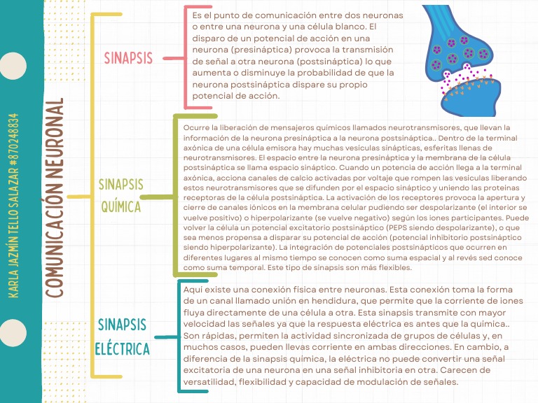Comunicación Neuronal y Sinapsis | PDF | Sinapsis | Neurona
