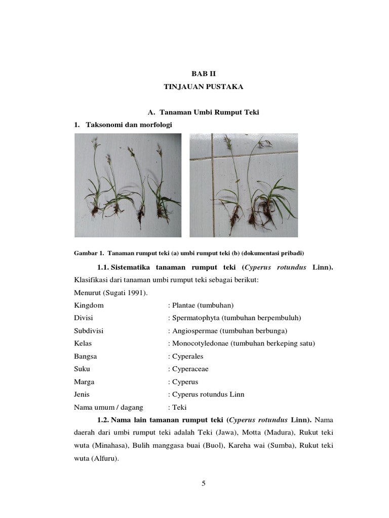 Morfologi dan Klasifikasi Rumput Teki | PDF