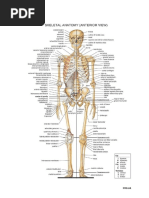 Complete List of 206 Human Bones | PDF | Vertebra | Toe