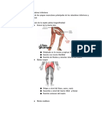 Miología de los miembros inferiores