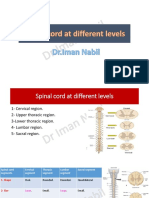 Spinal Cord-Different Levels
