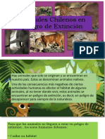 Animales Chilenos en Peligro de Extinción