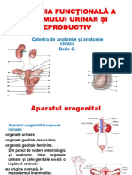 Anatomia sist. urinar și reproductiv 2-конвертирован