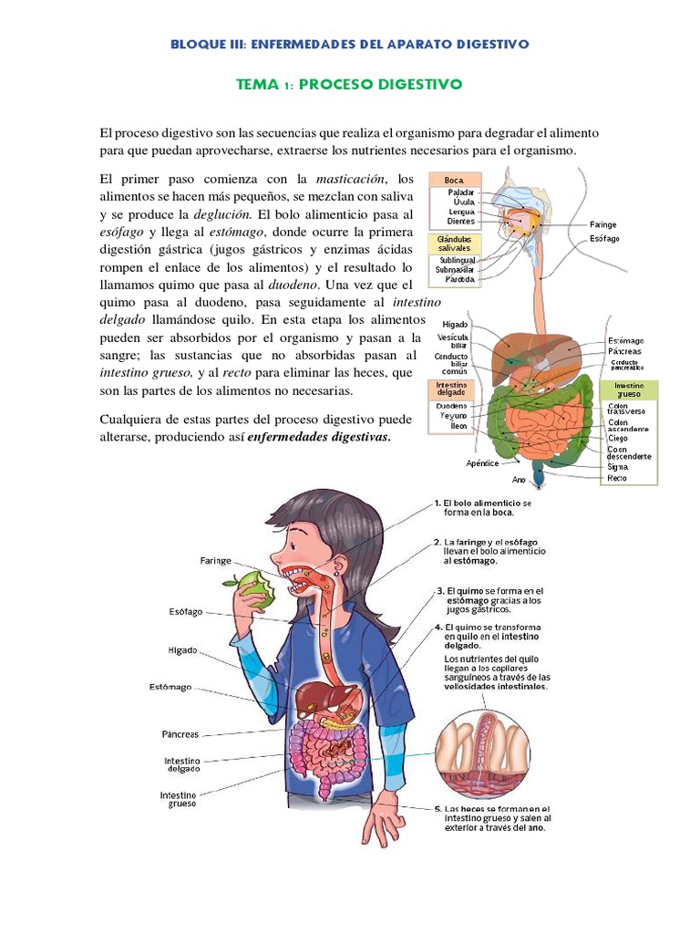 BLOQUE III | PDF | Digestión | Sistema digestivo humano