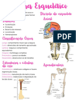 Sistema Esquelético