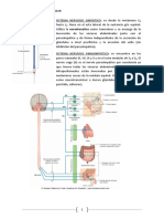 Neurofisiología del dolor: procesos y vías