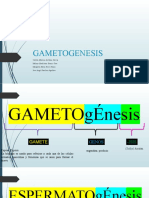 Gametogénesis: Formación de gametos masculinos y femeninos