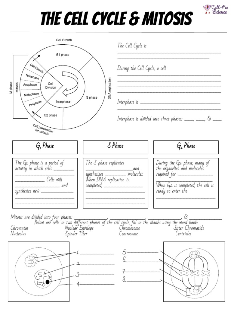 1.1 Review-Cell Cycle Mitosis Notes | PDF | Mitosis | Cell Cycle