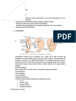 Desarrollo de la cara y aparato faríngeo