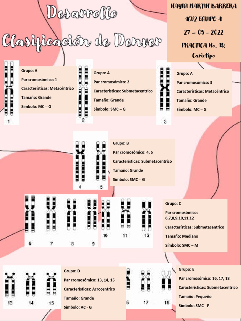 Clasificación de Cariotipo Denver | PDF | Citoplasma | Histología