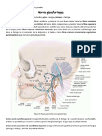 Nervio glosofaríngeo IX: funciones y componentes