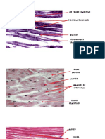 Histología Del Corazón