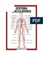 Aparato Circulatorio