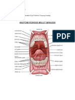 Gambar Anatomi Rongga Mulut