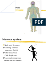 Nervous System