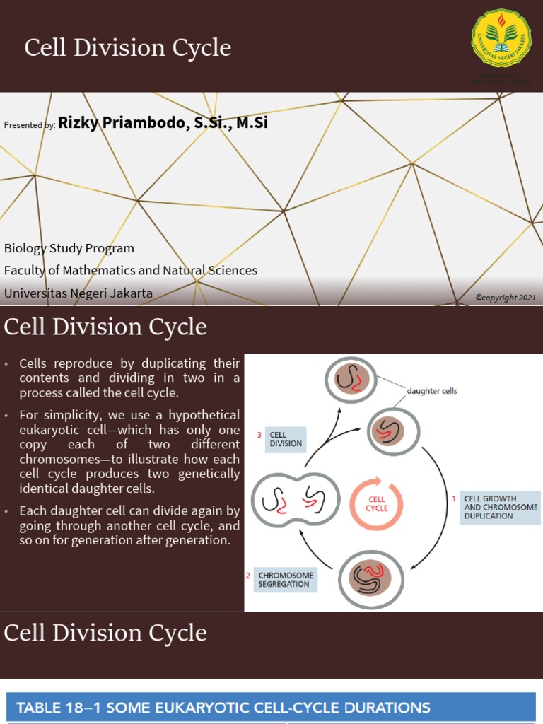 Siklus Sel - Bruce Albert (SEND) | PDF | Cell Cycle | Mitosis