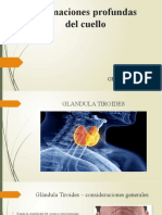 Formaciones Profundas Del Cuello