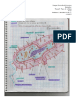 Tarea 4. Tipos de Células