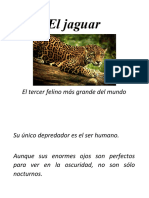 El Jaguar - Trabajo Jose