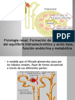 Fisiología Renal. Formación de Orina