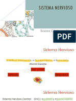 14 - Sistema Nervioso - Neuronas