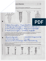 Nervensystem Und Gehirn