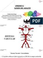 19.sistema Vascular - Acv