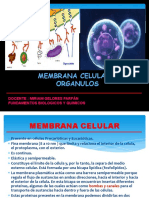 Membrana Celular y Organulos - 11