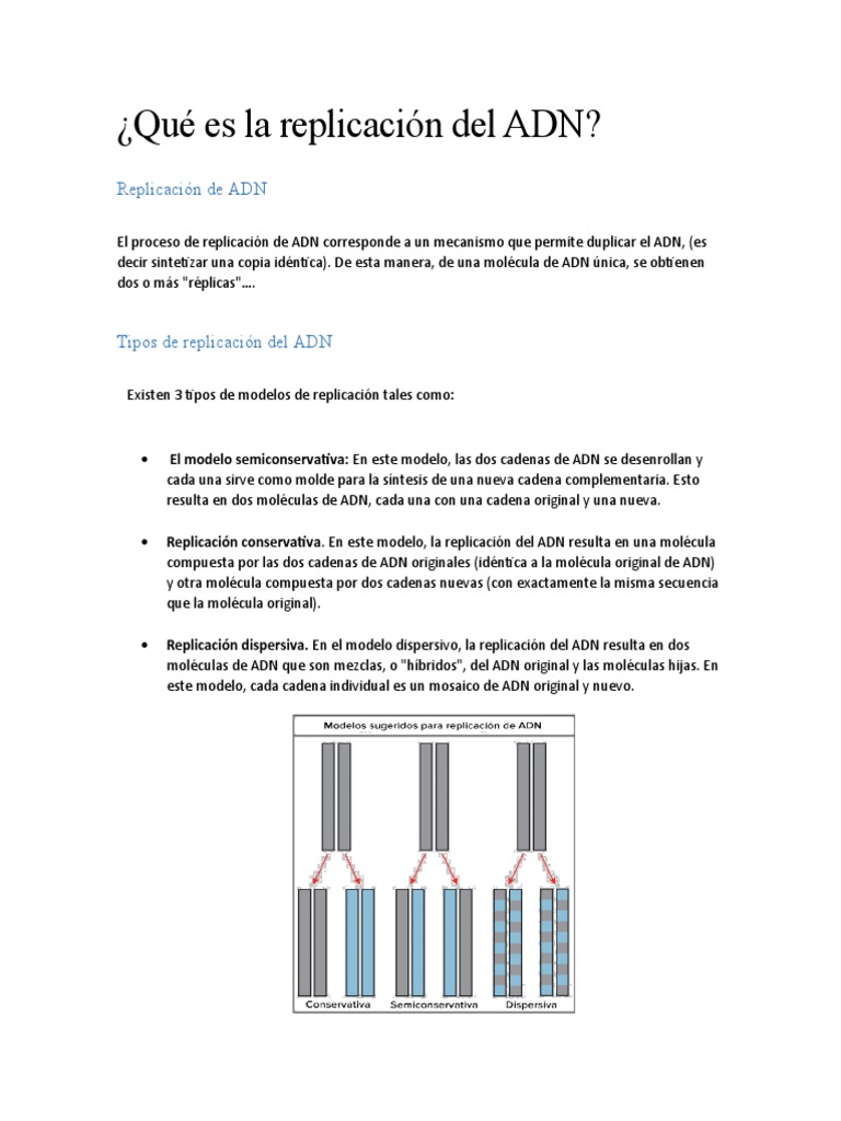Qué Es La Replicación Del ADN | PDF
